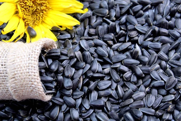 overturned small bag with sunflower seeds with a yellow flower on a background