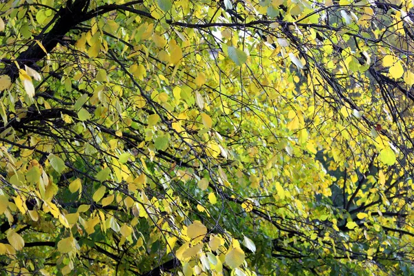 Outono Árvore Fundo Com Folhas Amarelas Tarde — Fotografia de Stock