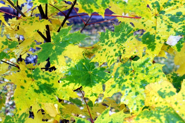 Outono Árvore Bordo Amarelo Suculento Com Folha Verde — Fotografia de Stock
