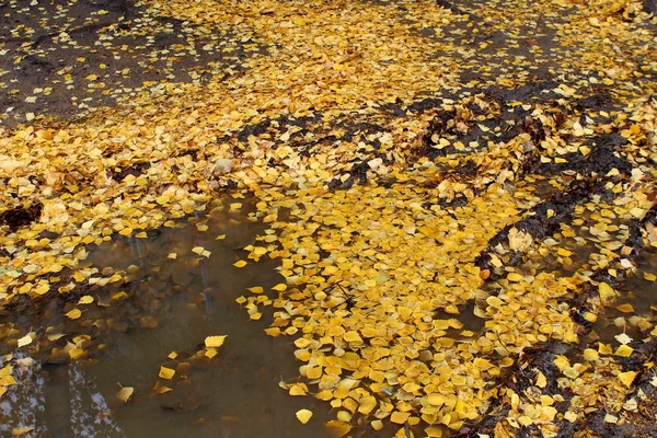 Autunno Foglie Gialle Una Pozzanghera Pulita Autunno — Foto Stock