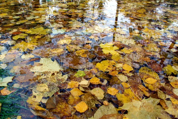 autumn yellow leaves in a clean puddle in autumn