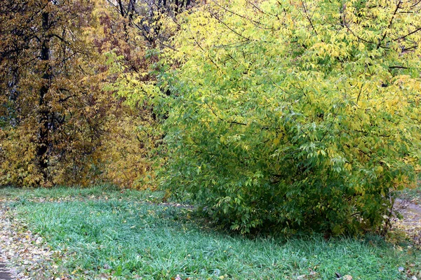 Árvore Outono Amarelo Fica Parque Tarde — Fotografia de Stock