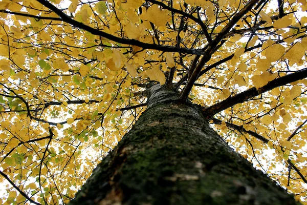 Herbst Saftige Gelbe Blätter Auf Einem Herbstbaum — Stockfoto