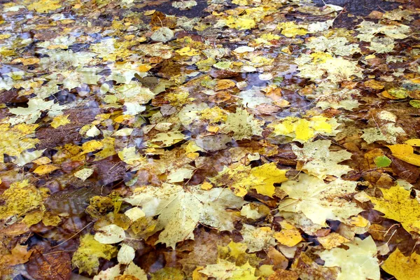 autumn yellow leaves in a clean puddle in autumn