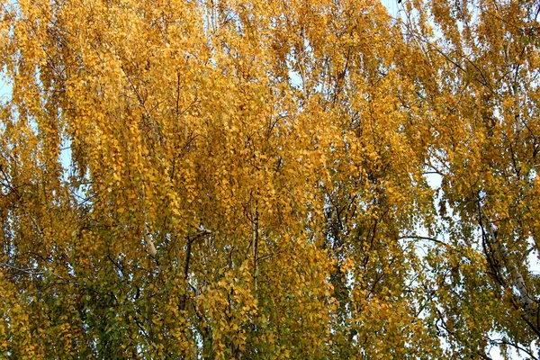 Sonniger Tag Herbst Birkenbestände Mit Gelbem Laub Bedeckt — Stockfoto