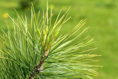 Dallar taze iğneler İlkbaharda büyür