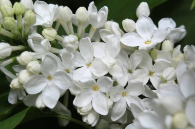 Arka plan beyaz güzel leylak çiçekleri ilkbaharda