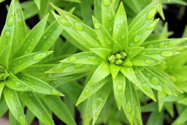 Su damlalarında küçük yeşil zambak tomurcukları