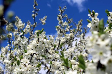 Beyaz erik, güneşli bir bahar gününde çiçek açar.