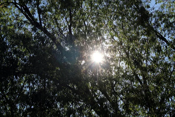 Sole Sta Filtrando Tra Rami Degli Alberi — Foto Stock