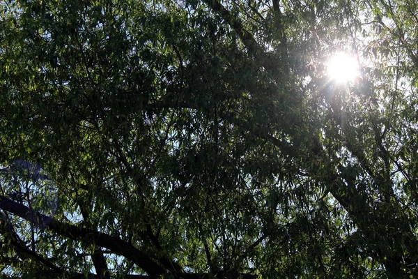 Die Sonne Sickert Durch Die Äste Der Bäume — Stockfoto