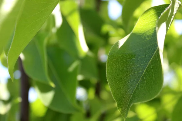 晨光下的梨树背景绿叶 — 图库照片