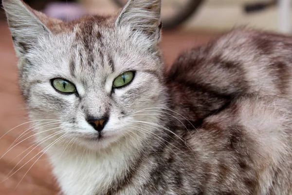 Chat Gris Aux Yeux Verts Assoit Regarde Avec Des Yeux — Photo