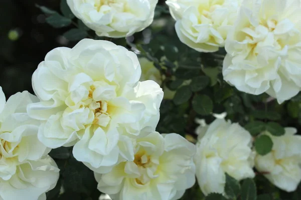 Textuur Van Witte Lentebloemen Vergelijkbaar Met Rozenbottels — Stockfoto