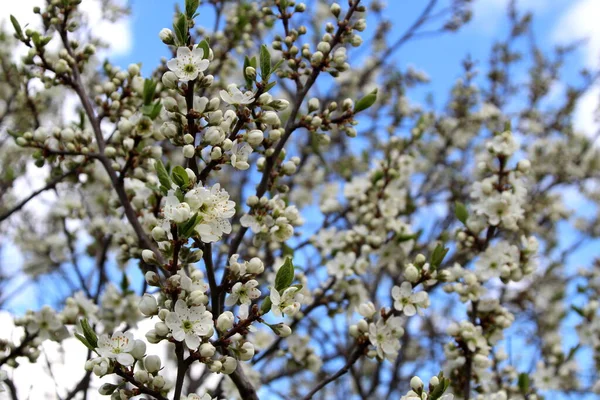 Fiori Prugna Bianca Una Giornata Sole Brillante Primavera — Foto Stock