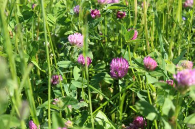 Çayırdaki yonca çiçekleri güneş ışığının altında