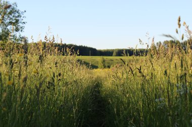 Güneşli bir günde, uzun otların arasındaki patika