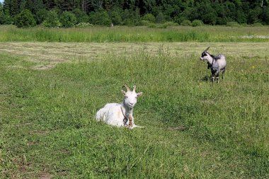 Beyaz bir çocuk bir yaz günü çimlerin üzerinde yatıyor.
