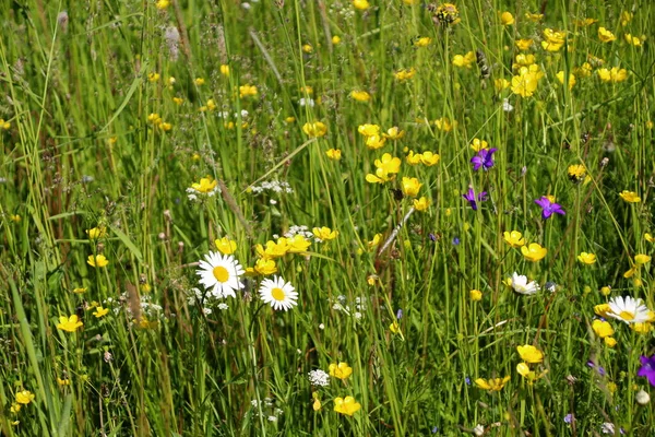 Campo Verde Con Vari Fiori Una Giornata Sole Luminoso — Foto Stock