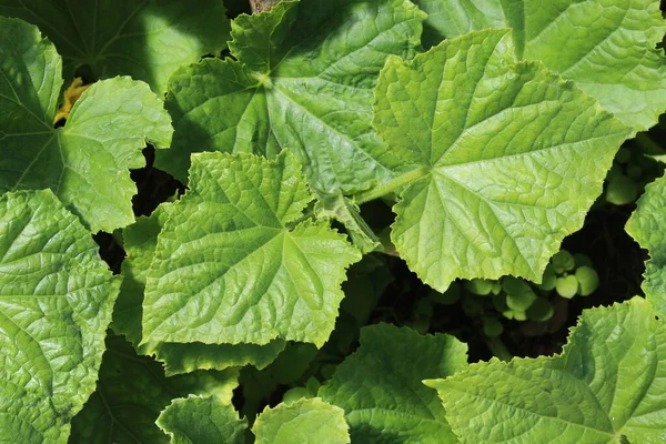 Hojas Verdes Pepinos Jardín — Foto de Stock