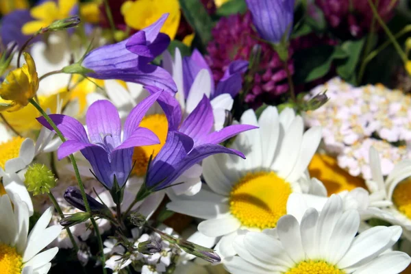 Heilkräuter Werden Einem Strauß Gesammelt Wildblumen — Stockfoto