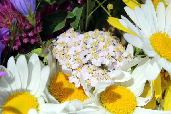 Een Ruiker Van Wilde Bloemen Zamelde Een Zomerse Dag — Stockfoto