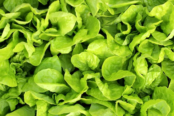 Texture green juicy salad grows on a bed under a sunbeam