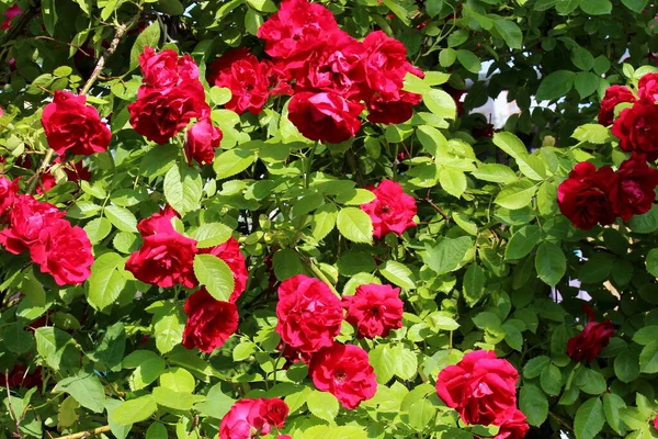 布什明亮的红玫瑰在阳光下生长在户外 — 图库照片