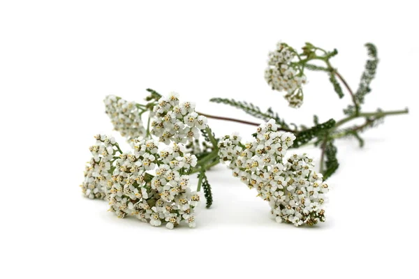 Vad Gyógynövény Virág Cickafark Fehér Háttér — Stock Fotó