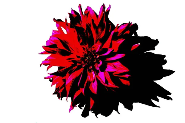 Cor Abstrata Flor Dahlia Design Incomum — Fotografia de Stock