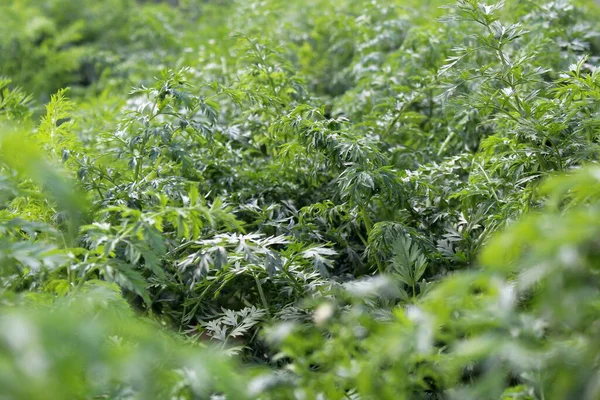 花园里长着绿色的胡萝卜草 — 图库照片