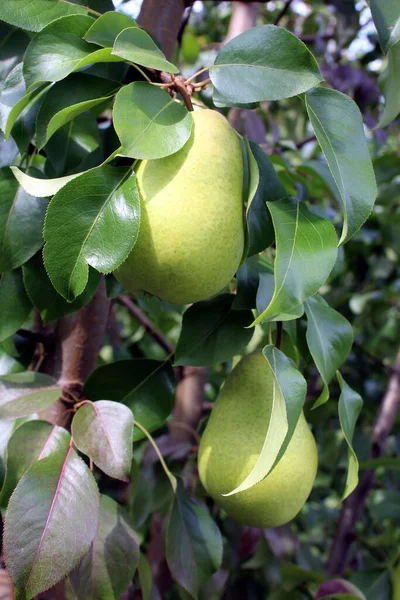 Peren Hangen Zomer Aan Een Tak Tuin — Stockfoto