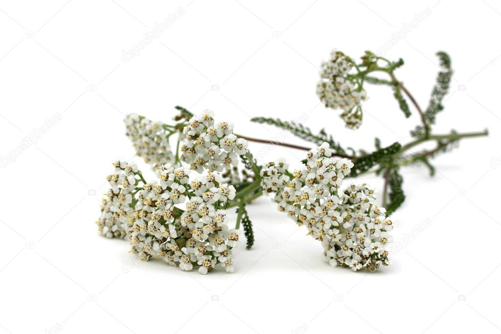 Wild medicinal flower yarrow on white background