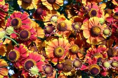 Doku portakalı çiçekleri helyum sonbahar açık havada çiçek açar