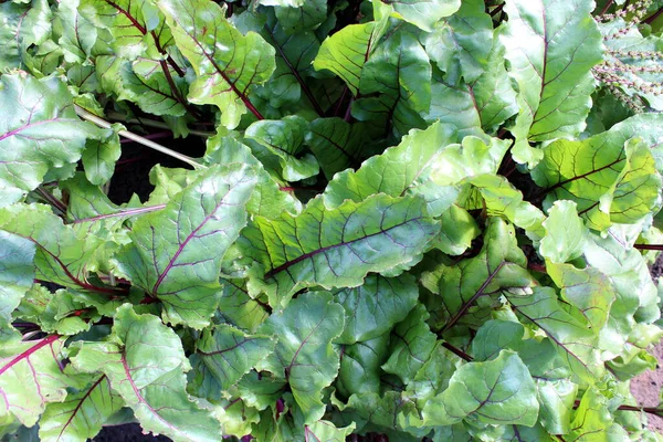 Rübenblätter Wachsen Freien — Stockfoto