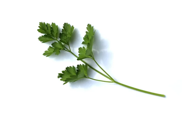One Branch Green Parsley White Background — Stock Photo, Image