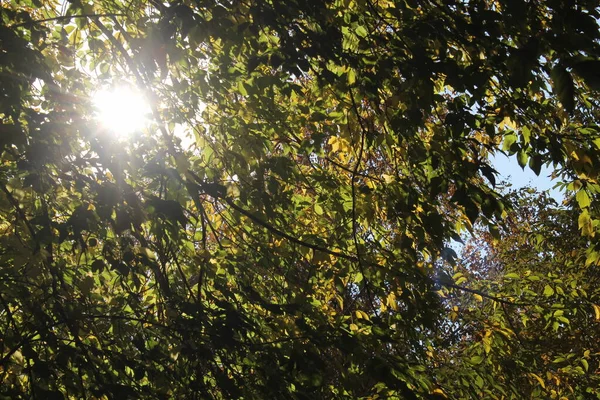 Sonnenstrahlen Sickern Durch Die Herbstblätter — Stockfoto