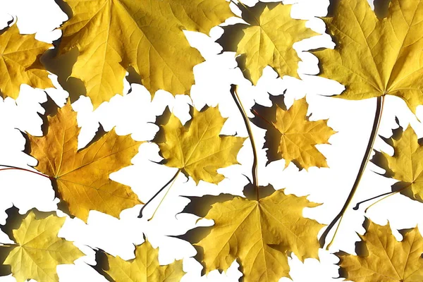 Beyaz Arkaplanda Sarı Akçaağaç Yapraklarının Soyut Dokusu — Stok fotoğraf