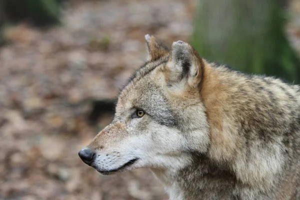 Head of a wolf
