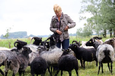 Çoban koyun sürüsü ortasında