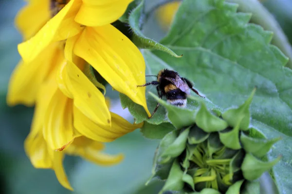 Bumblebee Flori Galbene Floarea Soarelui — Fotografie, imagine de stoc