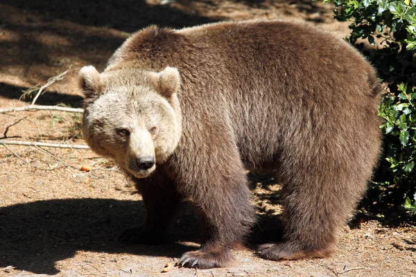 Oso Marrón Aire Libre Zoológico —  Fotos de Stock