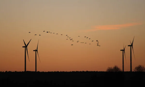 Turbiny Wiatrowe Lot Ptaków Obrazek Stockowy