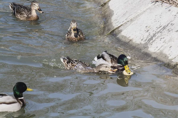 Many Ducks Lake — Stock Photo, Image