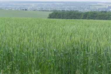 Genç yeşil buğday ile büyük alan. Yeşil buğday spikelets.