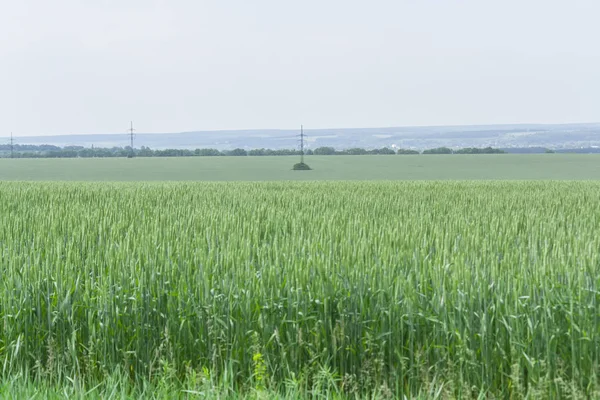 Велике поле з молодою зеленою пшеницею. колоски зеленої пшениці . — стокове фото
