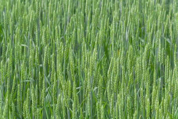 Большое поле с молодой зеленой пшеницей. Колючки зеленой пшеницы . — стоковое фото