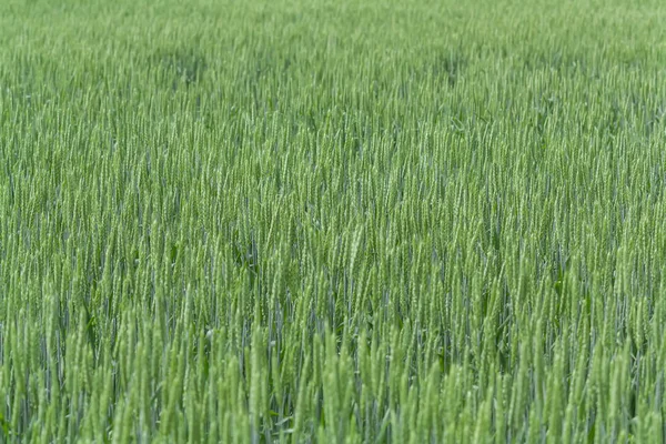 Großes Feld mit jungem grünen Weizen. Ähren aus grünem Weizen. — Stockfoto