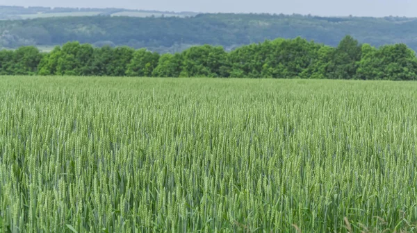 Μεγάλο χωράφι με νέο πράσινο σιτάρι. Αραχκάκια πράσινου σίτου. — Φωτογραφία Αρχείου