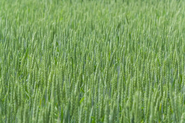 Большое поле с молодой зеленой пшеницей. Колючки зеленой пшеницы . — стоковое фото